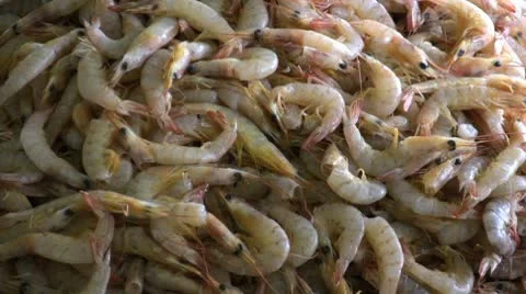 Pile of Fresh Shrimp Видео 10683715