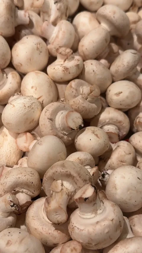 Pile of Fresh White Button Mushrooms Stock Footage 340340755