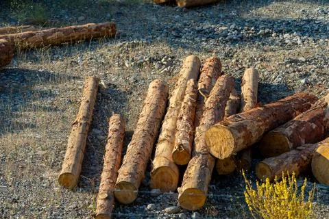 Pile of freshly cut pine logs stacked on the ground near a forest edge Stock Photos