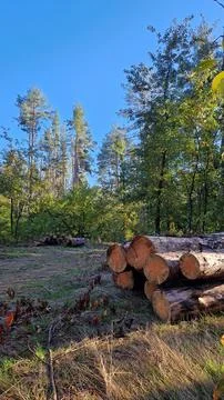 A pile of freshly cut pine logs neatly stacked in the forest on a sunny day Stock Photos