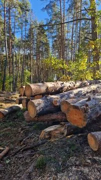 A pile of freshly cut pine logs neatly stacked in the forest on a sunny day Stock Photos