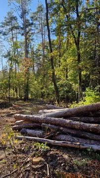 A pile of freshly cut pine logs neatly stacked in the forest on a sunny day Stock Photos