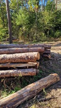 A pile of freshly cut pine logs neatly stacked in the forest on a sunny day Stock Photos