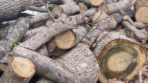 Pile of Freshly Cut Tree Logs and Timber Branches in Close-up Stock Footage 330145556