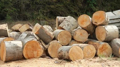 Pile of freshly cut tree logs with visible wood grain and bark Stock Photos