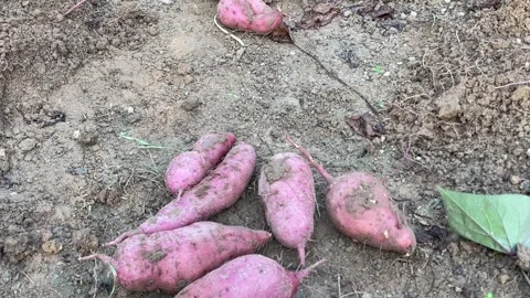 Pile Of Freshly Harvested Sweet Potatoes On Dirt Ground In Garden Stock Footage 342577053