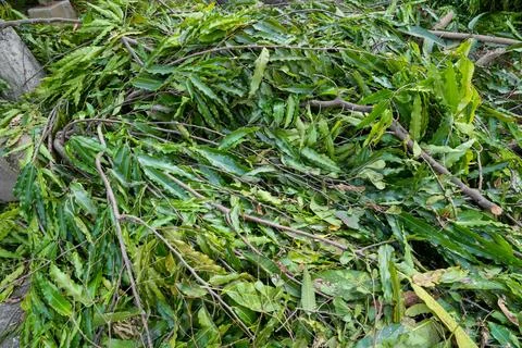 Pile of freshly pruned tree branches and green leaves. Fotos de archivo