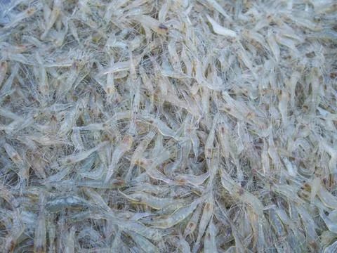 Pile of freshwater small shrimps for sale in the market Stock Photos