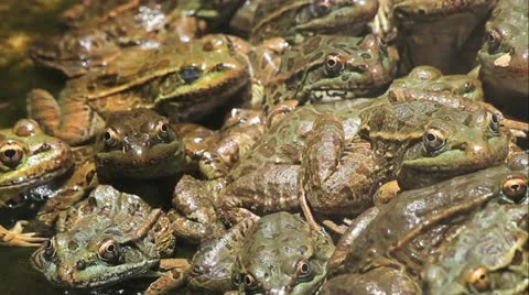 Pile Of Frogs Stock Footage 11224993