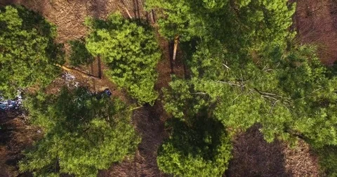 A pile of garbage in the forest. Pollution of nature. Aerial quadrocopter Stock Footage 73331988