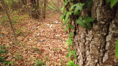 Pile of garbage in the forest trees in autumn Stock Footage 227736645
