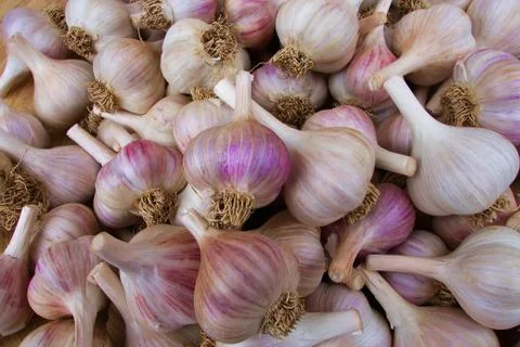 Pile of garlic Stock Photos
