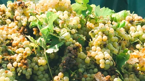 The pile of grapes is torn after being picked Stock Footage 94150649