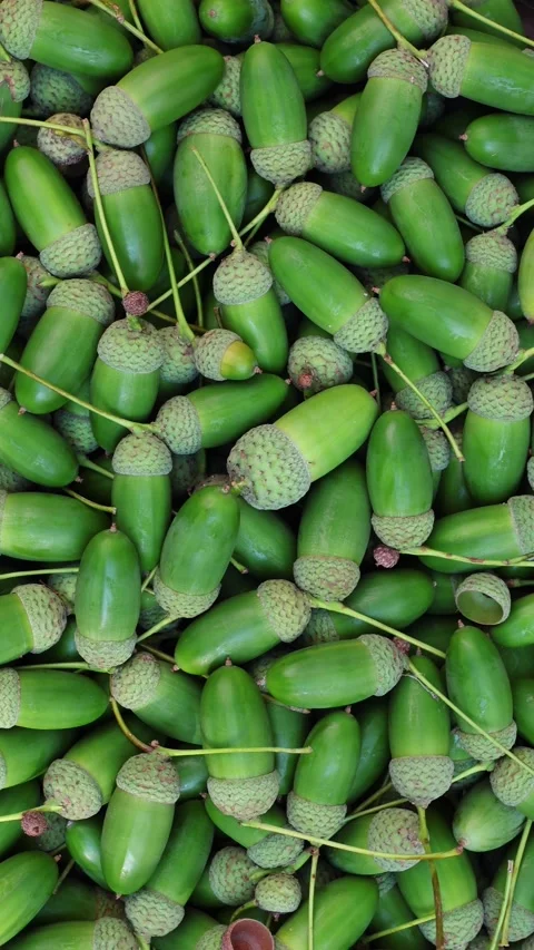 Pile Of Green Acorns Flat Lay Nature Background Vertical Video 스톡 동영상 345087057