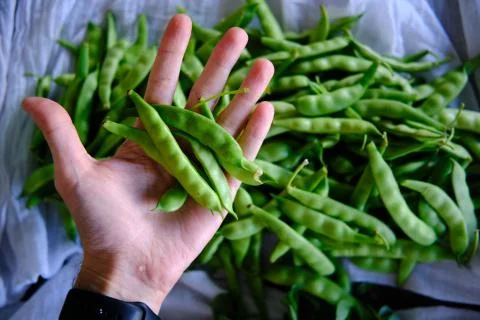 Pile of Green Beans Stock Photos