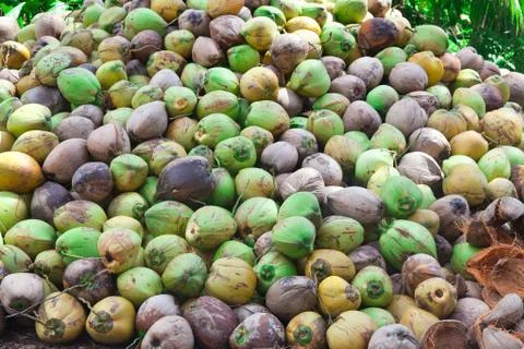 Pile of green coconuts on the ground Stock Photos