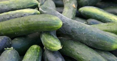 Pile of green cucumbers Stock Photos