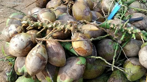 A pile of greenish Brown coconuts on the ground Stock Footage 126751026