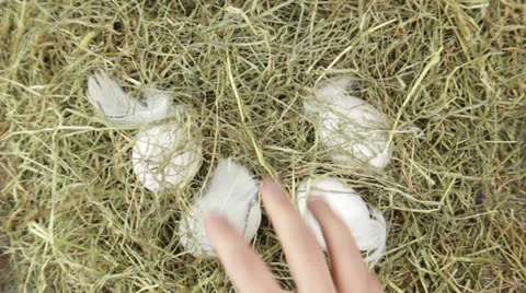 A pile of hay with easter eggs Stock Footage 24868082