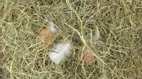 A pile of hay with easter eggs Stock Footage 24868214