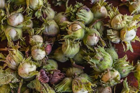 A pile of hazelnuts on a table outside Stock Photos