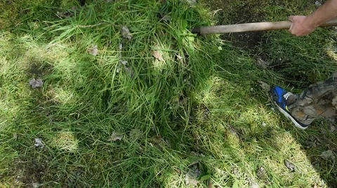 The pile heap of sloping mowing grass collecting loading with forks and rakes Stock Footage 64937826