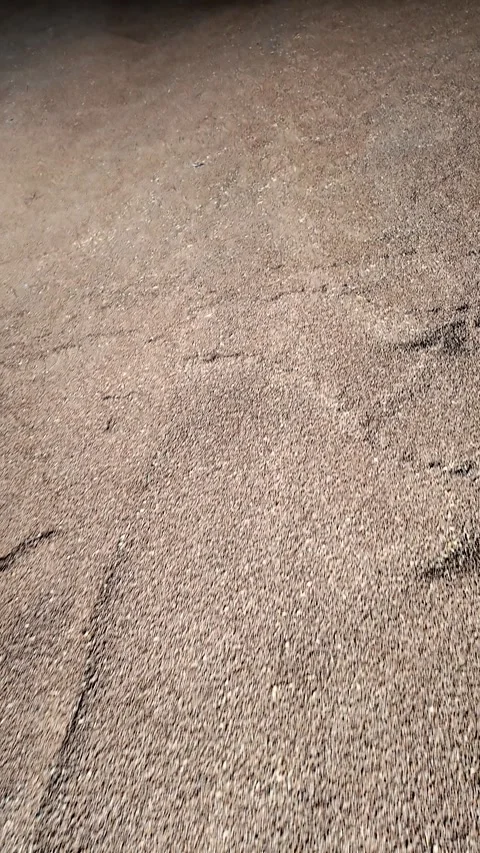 Pile of heaps of wheat grains at mill storage. Vertical video Stock Footage 282337552