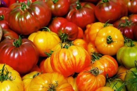 Pile of heritage tomatoes Stock Photos