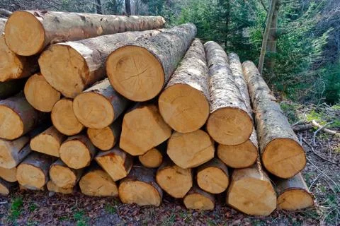 Pile of large cut down tree trunks Stock Photos