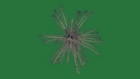 A pile of leaves and bunch background frame design cartoonish Видео 336912045