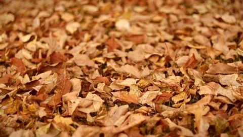 Pile of Leaves Close Up Stock Photos