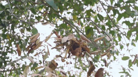 Pile Of Leaves Falling To The Ground 스톡 동영상 61824576