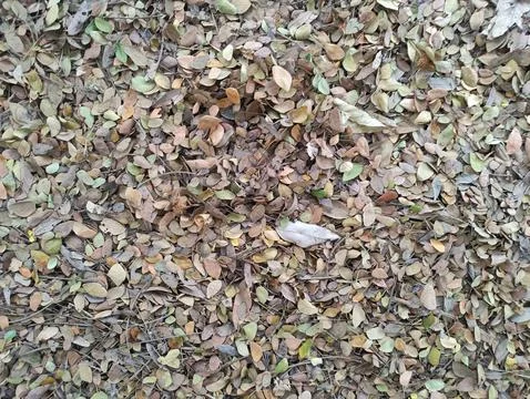 A pile of leaves on the ground that forms a texture suitable for wallpaper Stock Photos