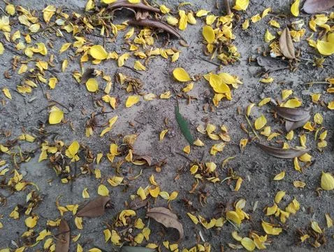 A pile of leaves on the ground that forms a texture suitable for wallpaper Stock Photos
