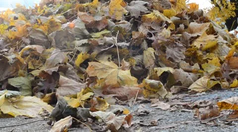 Pile of Leaves (Handheld) HD Stock Footage 8975783