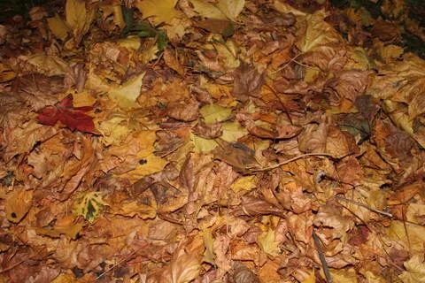 Pile of leaves Stock Photos