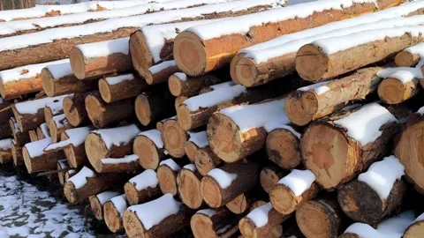 Pile log tree trunks of forest, industrial deforestation. stack of logs covered  Stock Footage 329932176