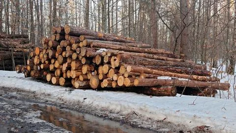 Pile log tree trunks of forest, industrial deforestation. stack of logs Stock Photos