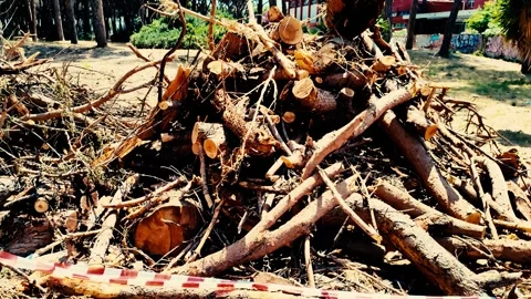 Pile of logs and branches from some pine trees cut down due to pest infestation. 스톡 동영상 318917222