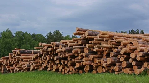 Pile of logs in background of forest and dramatic clouds. Stock Footage 110785523