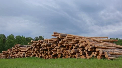 Pile of logs in background of forest and time Lapse of moving dramatic clouds. Stock Footage 110785886