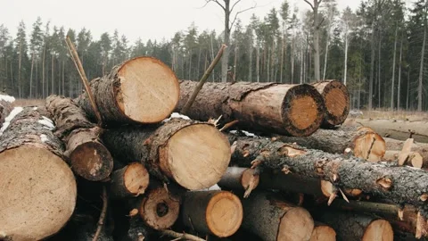 Pile of logs on a carved devastated edge Video stock 228826084
