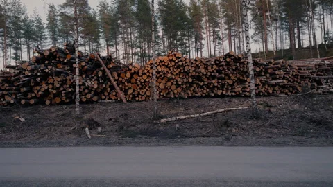 Pile of logs on a carved devastated edge. Handheld pan shot 動画素材 306378702