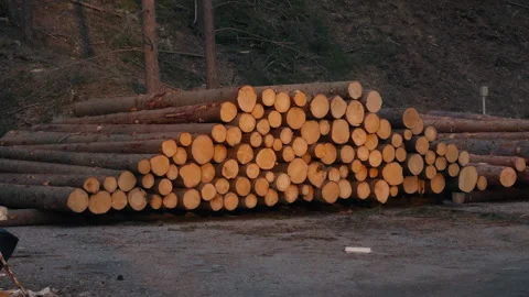 Pile of logs on a carved devastated edge. Zoom out shot 動画素材 306379394