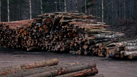 Pile of logs on a carved devastated edge. 動画素材 306379833