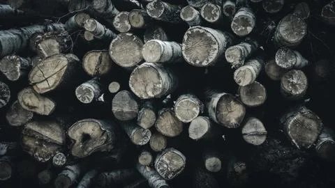 A pile of logs cut down in a forest Stock Photos