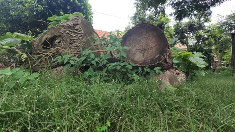 A pile of logs Video stock 220399774