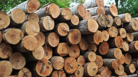 Pile of logs Stock-Footage 265064926