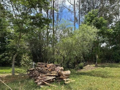 Pile of logs in forest clearing Stock Photos