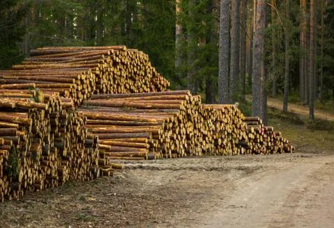 A Pile of Logs in the Forest on the Early Spring Evening Stock-Fotos